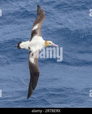 Albatros à queue courte (Phoebastria albatrus) adulte en mer au large de l'île de Torishima, au Japon. Également connu sous le nom d'albatros de Steller. Banque D'Images