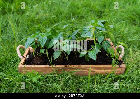 Des semis de poivre fraîchement plantés sur un plateau en bois Préparation pour la plantation, l'agriculteur tient dans ses mains avec des semis Banque D'Images