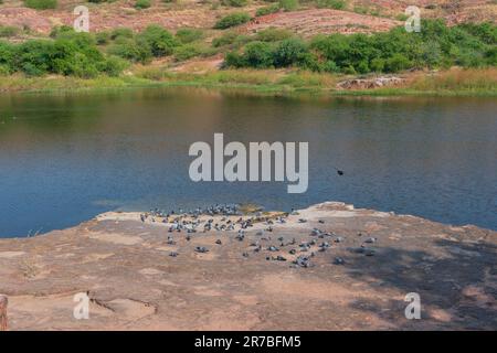 Un troupeau de pigeons domestiques,Columba livia domestica,ou Columba livia forma domestica, oiseaux sur le lac de Jaswant Thada cenotaph; Jodhpur, Rajasthan. Banque D'Images