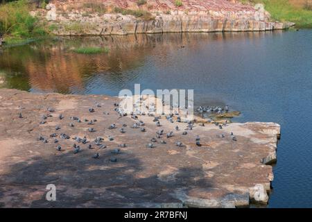 Un troupeau de pigeons domestiques,Columba livia domestica,ou Columba livia forma domestica, oiseaux sur le lac de Jaswant Thada cenotaph; Jodhpur, Rajasthan. Banque D'Images