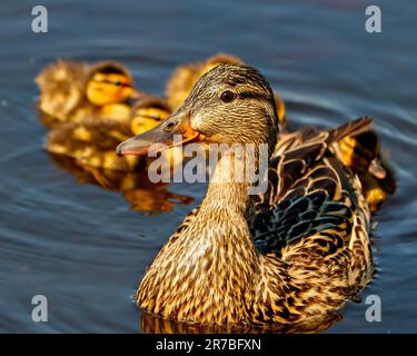 Mère de canard avec son bébé poussins nageant dans l'eau avec des nénuphars les entourant et appréciant leur habitat et environnement au soleil du soir. Banque D'Images