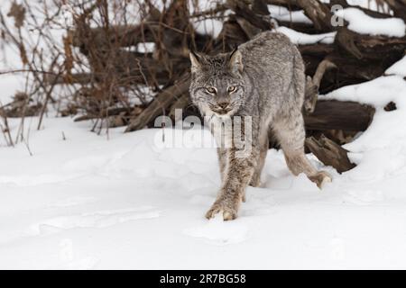 Lynx canadienne (Lynx canadensis) avance de l'ensemble de racines hiver - animal captif Banque D'Images