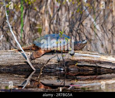 Vue rapprochée d'une tortue en plan reposant sur une bûche d'eau et affichant une queue de dragon, des pattes, du cou, des yeux dans son environnement et son habitat environnant. Banque D'Images