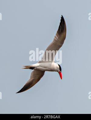 La Sterne commune vole avec le ciel bleu et affiche des ailes blanches, une bande orange et une casquette noire dans son environnement et son habitat environnant. Déployer les ailes. Banque D'Images