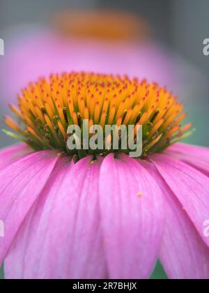 Gros plan d'un conefé violet, Echinacea purpurea, en pleine floraison dans un jardin d'été. Banque D'Images