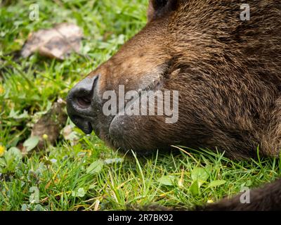 Bouche et nez d'un ours brun (Ursus arctos) en gros plan. Poils fins de la fourrure. Un ours endormi allongé sur de l'herbe verte. La bouche est fermée. Banque D'Images