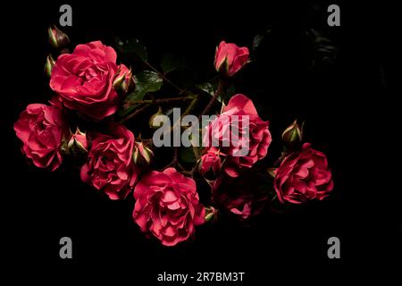 petites roses roses illuminées dans l'obscurité Banque D'Images