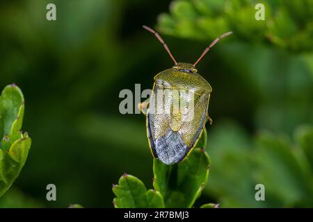 Gorse Shieldbug (Piezodorus lituratus) debout sur la pointe d'une feuille Banque D'Images