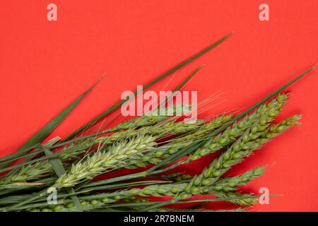 les branches de blé vert avec champ se trouvent sur un fond rouge Banque D'Images