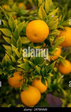 Un arbre orange luxuriant et vibrant rempli de citrons mûrs prêts à être récoltés Banque D'Images