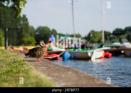 Un canard blanc se dresse sur une rive herbeuse près du bord d'un plan d'eau Banque D'Images