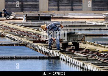 piran sel poêles travailleur dans le chapeau distinctif utiliser des outils traditionnels en bois pour réparer la barrière de mer avec une charrette en bois rickety sur les rails étroits inégaux Banque D'Images