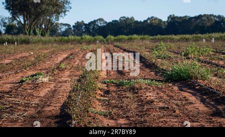 Un champ d'arbustes avec irrigation goutte à goutte qui pousse dans une pépinière commerciale dans le centre de l'Alabama. Banque D'Images