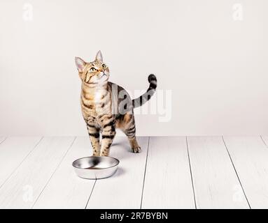 Dîner pour un chat domestique mignon et affamé debout et attendant d'être nourri par un plat de nourriture en métal sur un fond blanc. CopySpace. Banque D'Images