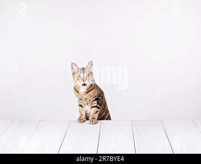 Drôle tabby chat fait un visage surprise regardant la caméra tout en s'asseyant à une table blanche. Banque D'Images