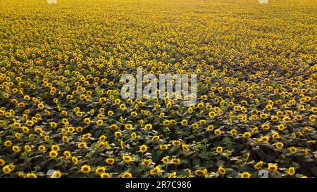 Grand champ de tournesol. Grand champ de tournesols fleuris le jour d'été ensoleillé. Champ d'échelle des fleurs de tournesol jaune en fleurs. Culture industrielle du tournesol. Champ agricole. Vue aérienne de drone Banque D'Images