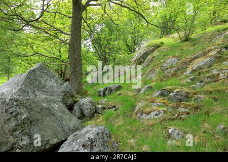 Une pente rocheuse dans un paysage de forêt à Bakers Paradise près de Stavanger Banque D'Images