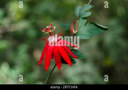 Fleur de Passiflora vitifolia dans le Parc naturel métropolitain Banque D'Images