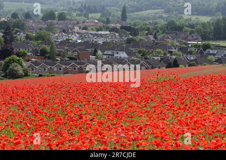 Un champ de pavot par une propriété de logement à Stourport, Worcestershire. Banque D'Images