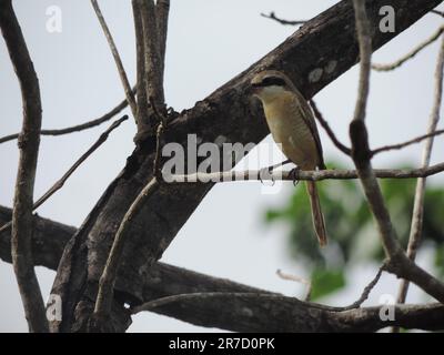 Sri Lanka Birds in the Wild, visitez Sri Lanka Banque D'Images