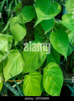 Les feuilles vert lime d'une plante de philodendron à feuilles de coeur. Banque D'Images