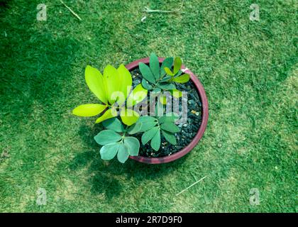 Zamia furfuracea plante dans un beau pot en céramique vue de dessus Banque D'Images