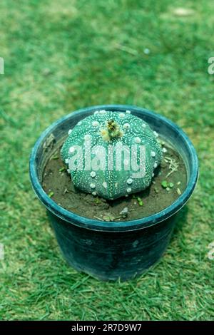 Astrophytum asterias caactus en pot Banque D'Images