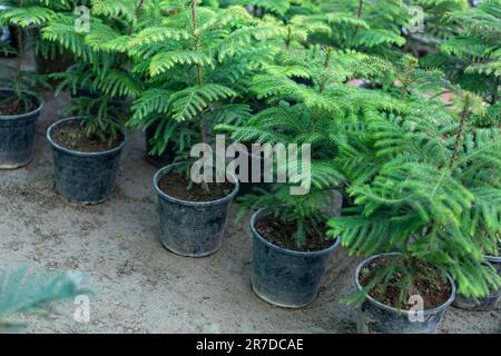 Aaraucaria petit arbre poussant en pot en plastique à la pépinière locale pour la plantation au printemps Banque D'Images