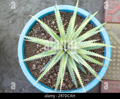 Bromeliad dyckia plante de lame de scie en pot. vue de dessus. Banque D'Images