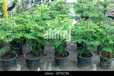 Petits arbres d'araucaria dans des pots en plastique Banque D'Images