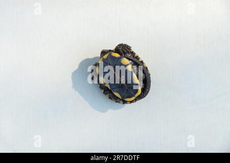 Tortue amphibie trouvée dans les parcs en Ukraine Banque D'Images