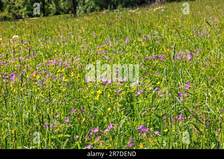 Fleurs de canneberges en bois sur un pré en été Banque D'Images