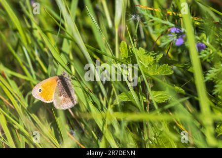 Petit papillon de la lande sur une lame d'herbe Banque D'Images