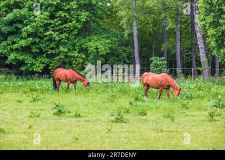 Chevaux paître dans un pâturage par la forêt Banque D'Images