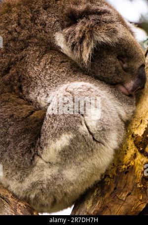 Koala endormi pris au sanctuaire Moonlit Banque D'Images