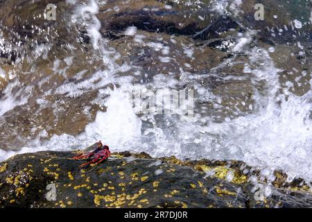 Crabe des rochers de l'Atlantique (Grapsus adscensionis), Camara de Lobos, Île de Madère, Portugal Banque D'Images