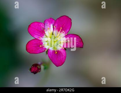 Gros plan d'une fleur rose Banque D'Images