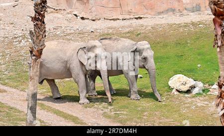 Deux éléphants au zoo Terra Natura Banque D'Images