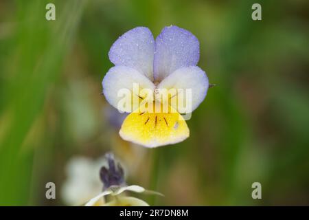 Fleur unique de pansy de champ Banque D'Images