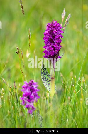 Portraid Orchid de marais de l'Ouest - Dactylorhiza majalis - dans les Alpes suisses Banque D'Images