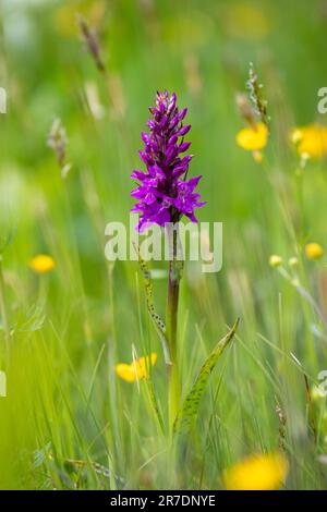 Portraid Orchid de marais de l'Ouest - Dactylorhiza majalis - dans les Alpes suisses Banque D'Images