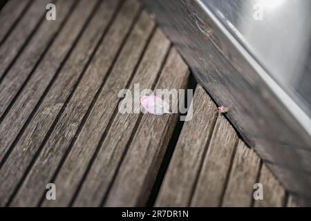 Jour ensoleillé, les fleurs de pêche tombent sur le pont en bois. Banque D'Images