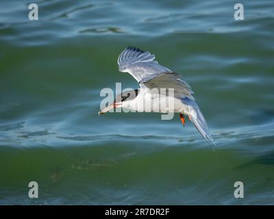 Un beau mouette blanc glisse gracieusement à travers le ciel bleu, ses ailes s'étirent et ses plumes illuminées au soleil Banque D'Images