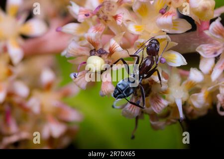 Un gros plan d'un fourmis à bois (Camponotus) sur un lit de fleurs Banque D'Images