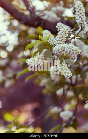 Cerisier d'oiseau en fleurs. Arrière-plan de printemps avec branches fleuries et bokeh. Oiseau fleur de cerisier sur une branche avec feuille de gros plan avec arrière-plan flou. Banque D'Images