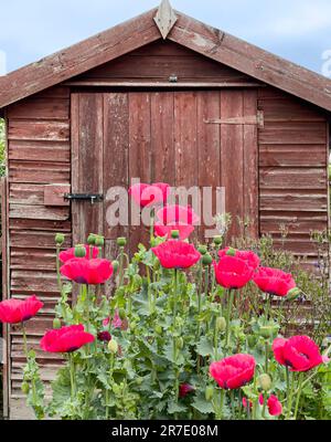 Ancien abri de jardin en bois avec des coquelicots rouges au premier plan Banque D'Images