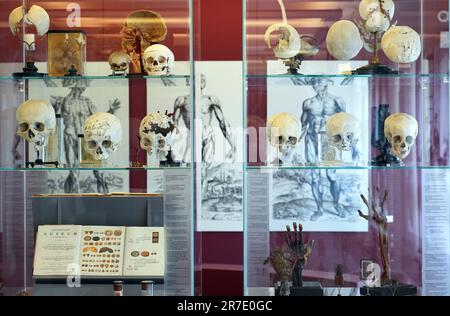 Berlin, Allemagne. 12th juin 2023. Divers crânes avec et sans blessures ainsi que des parties de la tête humaine sont exposées comme des préparations sèches au Musée d'histoire médicale (BMM) de la Charité. Le musée rouvre sur 15 juin 2023, après trois ans de rénovation et de modernisation. L'infrastructure touristique et les services de construction des sept étages ont également été renouvelés. L'exposition spéciale "le cerveau dans la science et l'art" commencera également à l'ouverture. Crédit : Soeren Stache/dpa/Alay Live News Banque D'Images