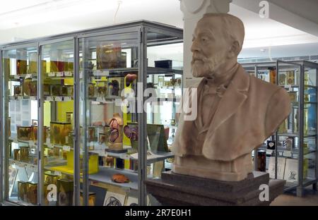 Berlin, Allemagne. 12th juin 2023. Les préparations du foie, entre autres, sont exposées dans l'une des vitrines de la salle de préparation du Musée d'histoire médicale (BMM) de la Charité. Le Musée d'histoire médicale rouvre sur 15 juin 2023, après trois ans de rénovation et de modernisation. L'infrastructure touristique et les services de construction des sept étages ont également été renouvelés. L'exposition spéciale "le cerveau dans la science et l'art" commencera également à l'ouverture. Crédit : Soeren Stache/dpa/Alay Live News Banque D'Images