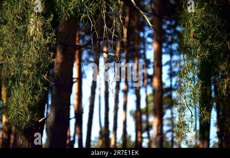 Forêt de pins. Branches de pin éclairées par le soleil. Magnifique arrière-plan naturel. Jeunes cônes de pin frais sur une branche au soleil et pins flous. Banque D'Images