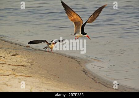 Black Skimmer, rynchops niger, adultes en vol, rivière Chobe, delta de l'Okavango au Botswana Banque D'Images